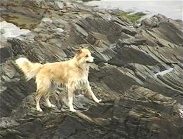 The dog that kept us entertained on the beach
